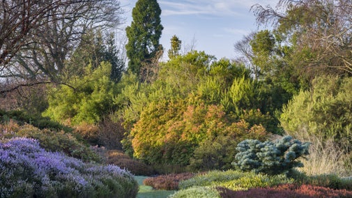 Hummocks of reddish pink heather flowers, and other low, rounded shrubs, with trees behind, in the Heather garden at Nymans, West Sussex